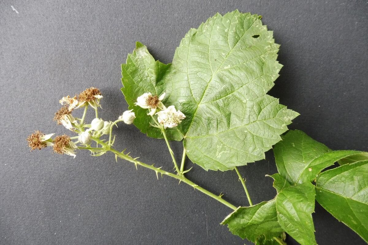 Rubus nemorosus flower