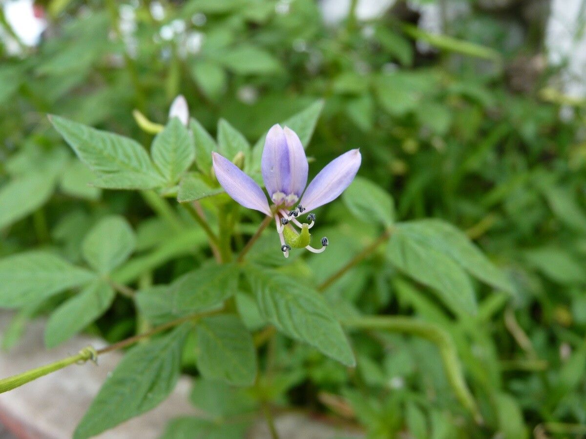 Cleome rutidosperma leaf