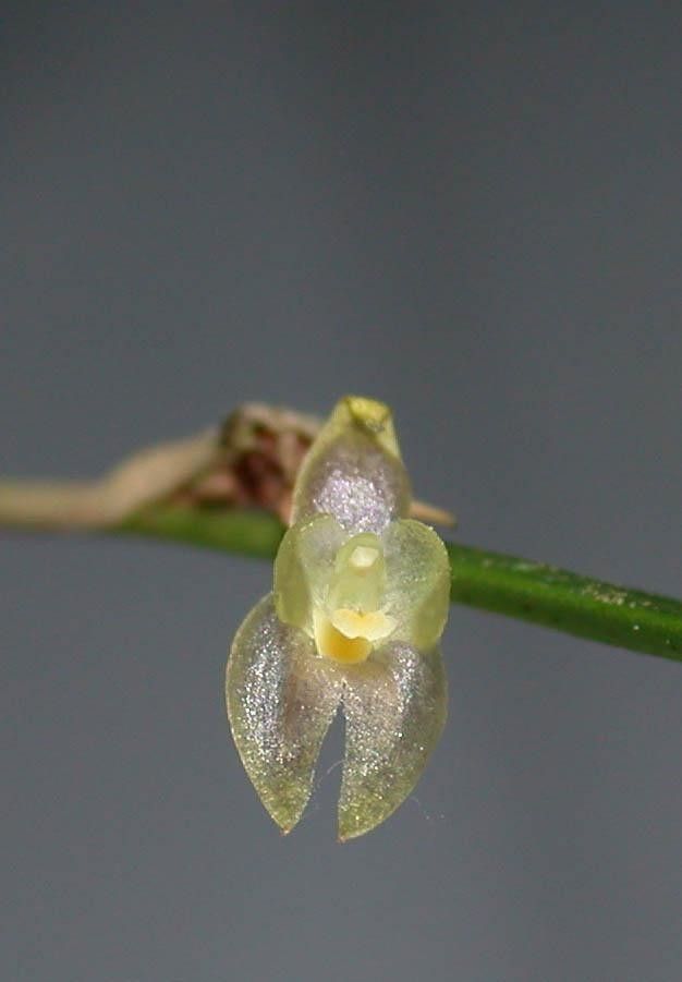 Myoxanthus sotoanus fruit