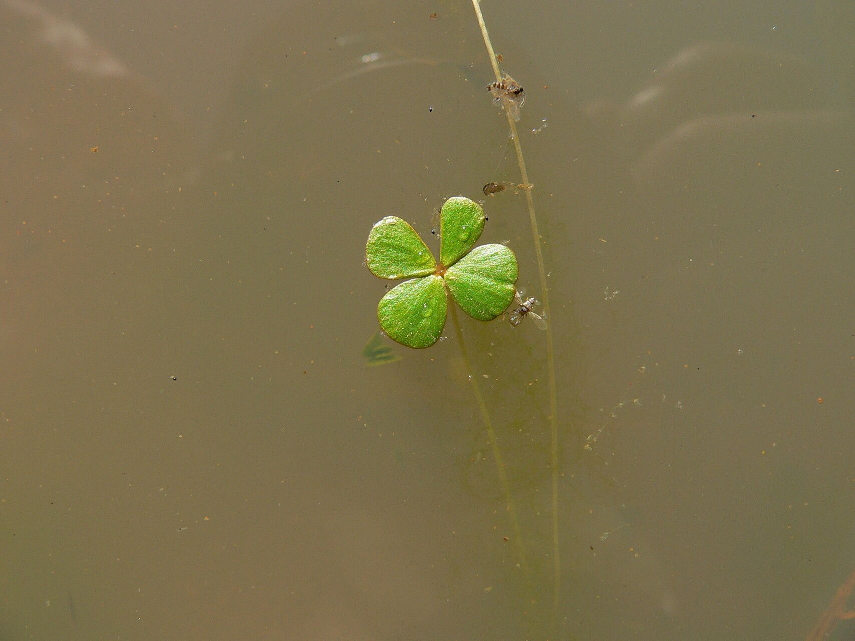 Marsilea aegyptiaca — related species from the same genus