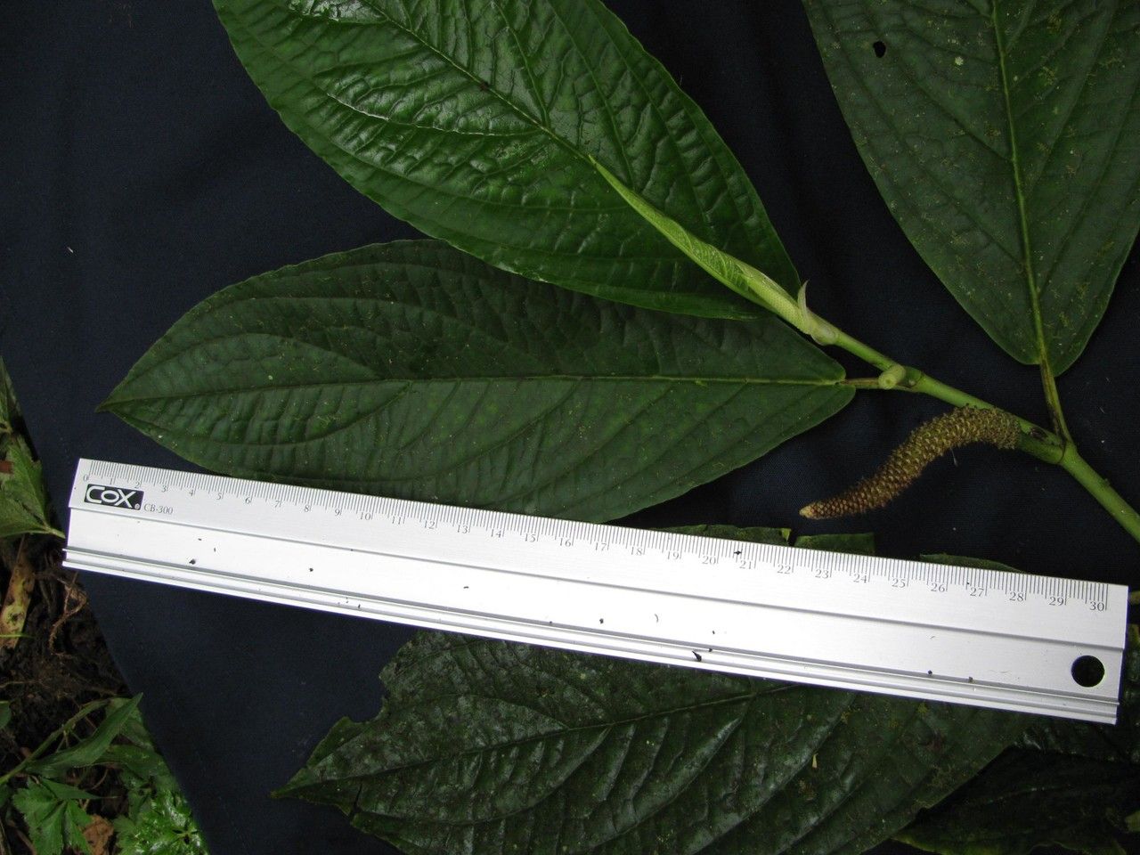 Piper onus — houseplant care guide