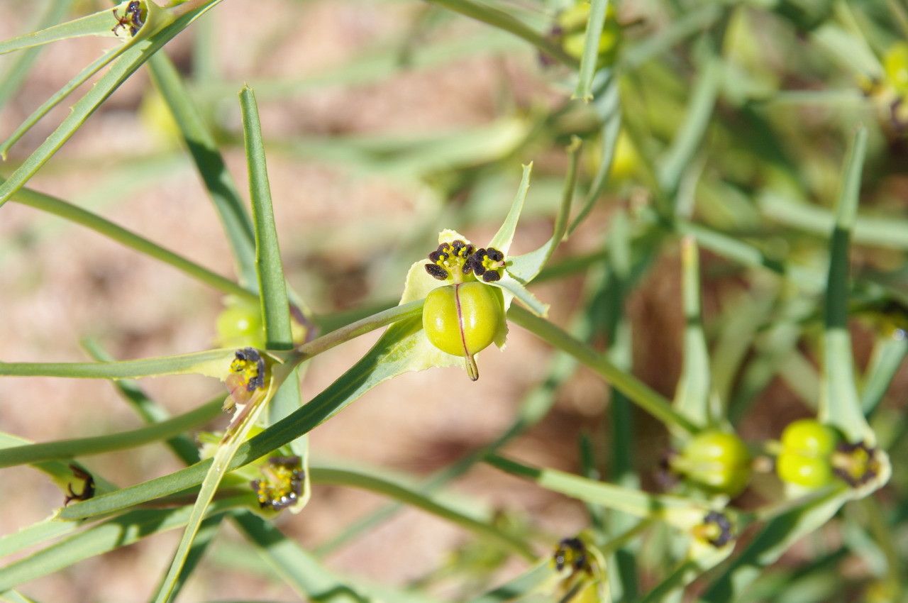 Euphorbia calyptrata fruit