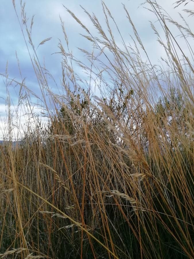 Helictotrichon sempervirens habit
