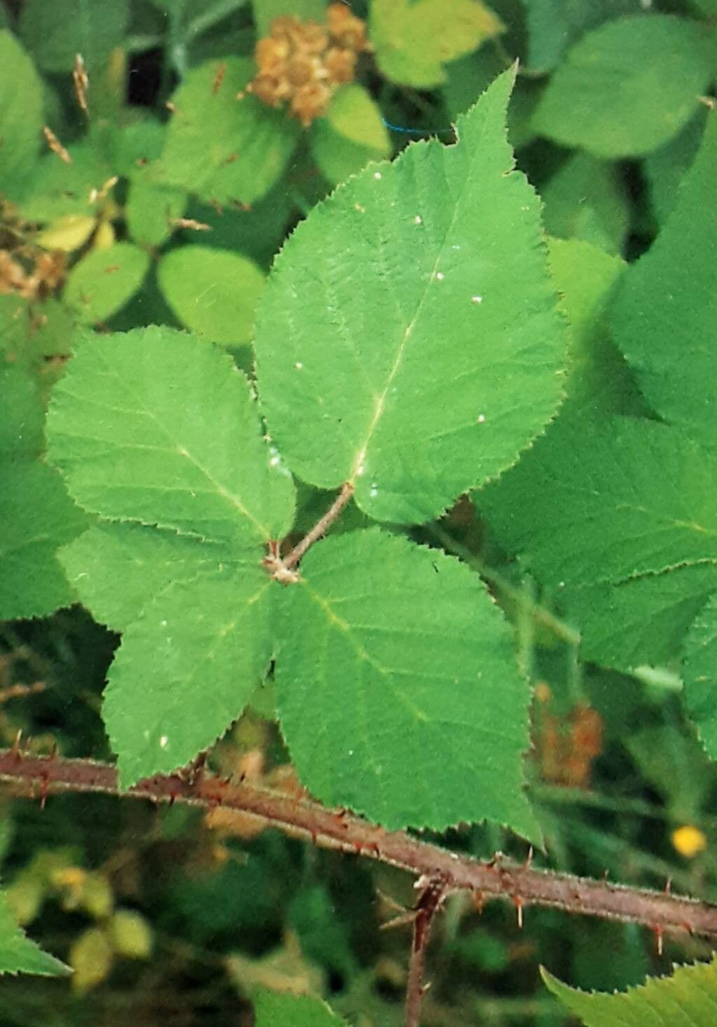 Rubus pannosus — houseplant care guide