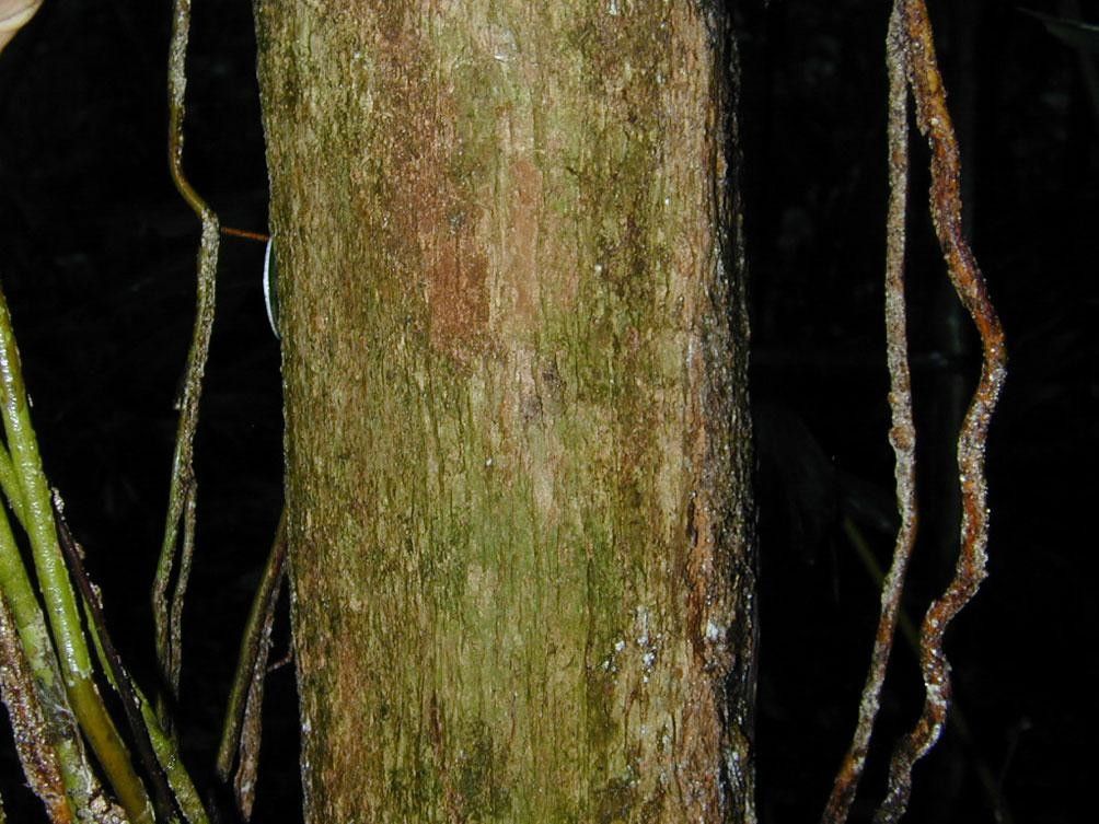 Palicourea beachiana bark