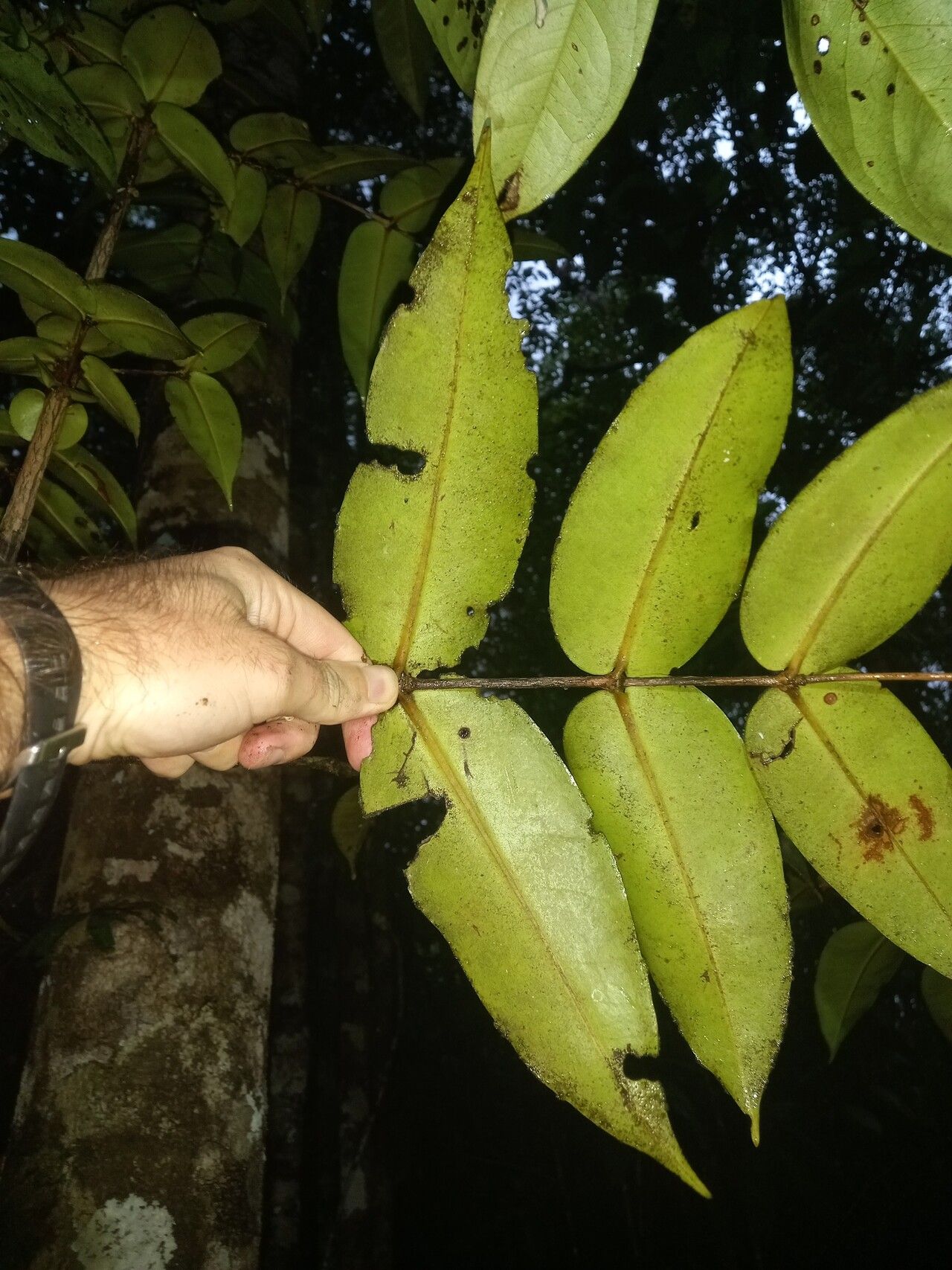 Mouriri sideroxylon — search result for 'Mouriri'