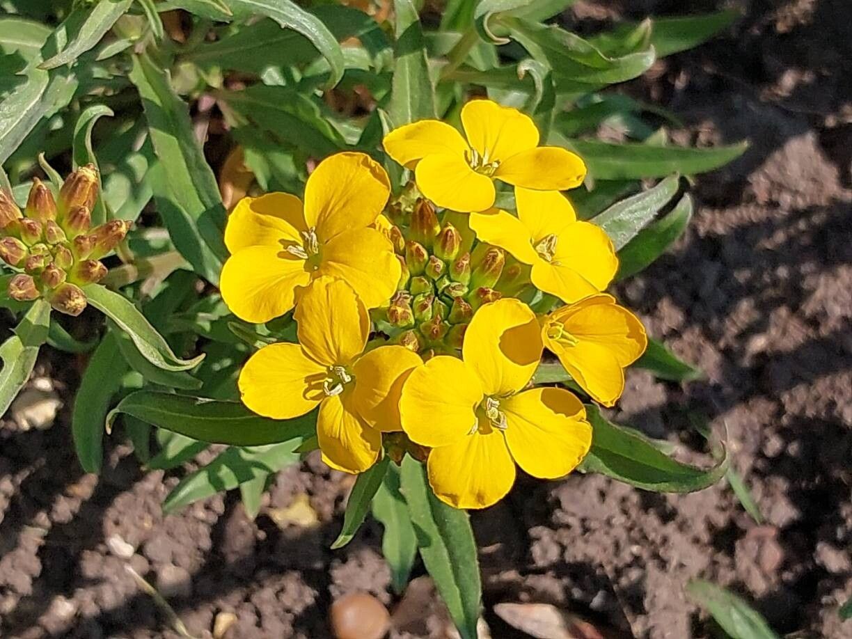 Arabis allionii flower