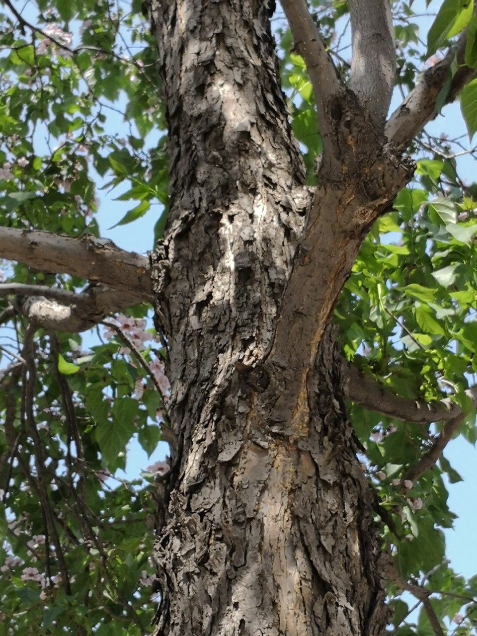 Catalpa bungei bark