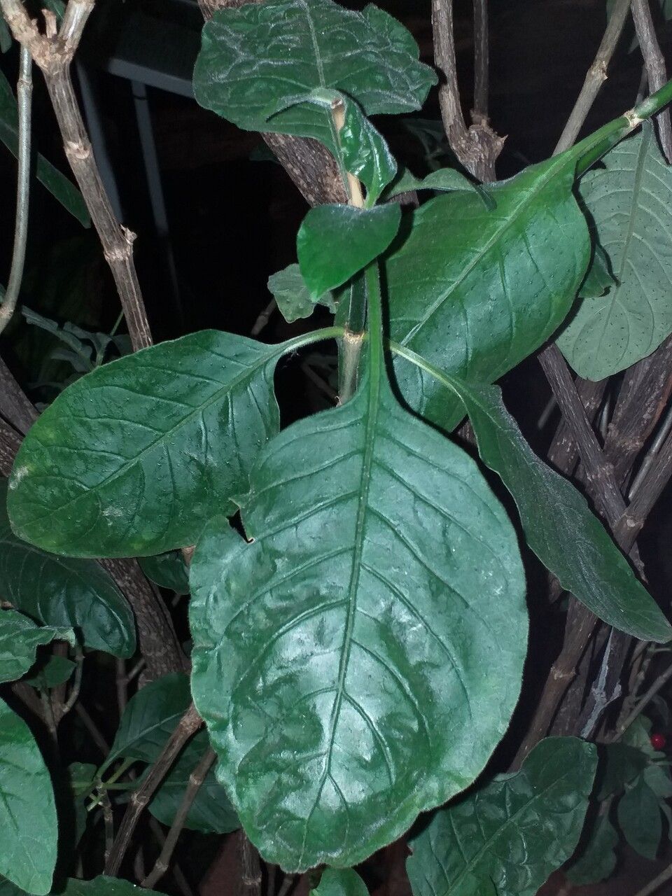 Psychotria punctata — search result for 'Venezuela'