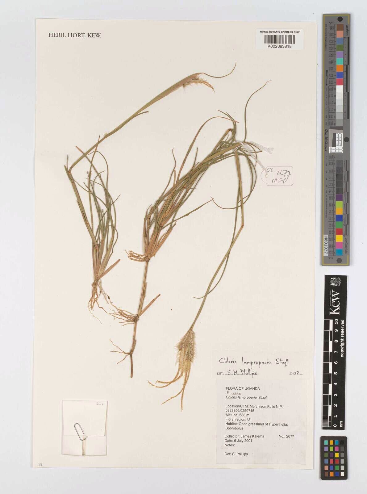 Stapfochloa lamproparia — related species from the same genus