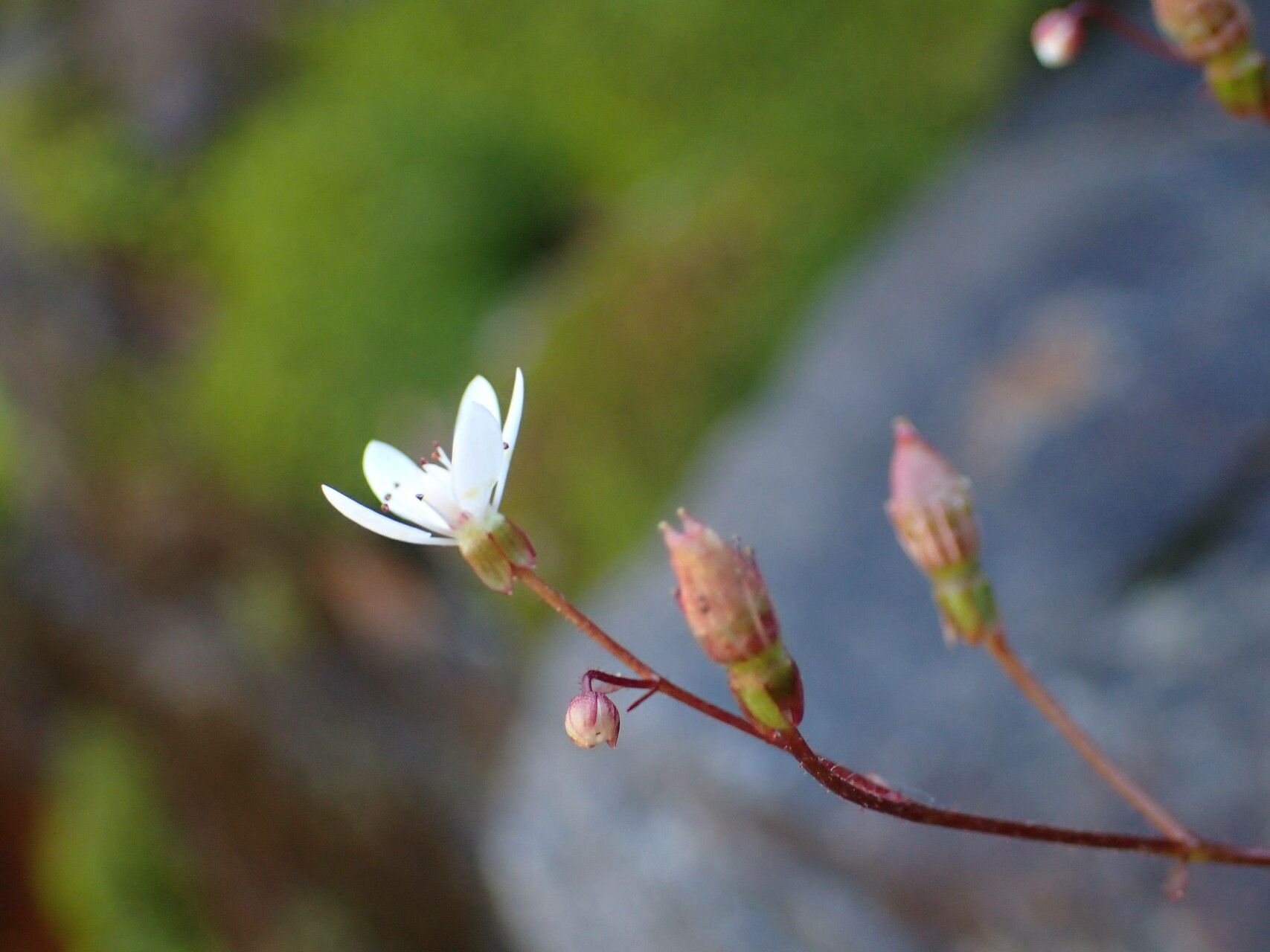 Micranthes stellaris fruit