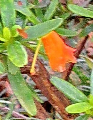 Rhododendron quadrasianum flower