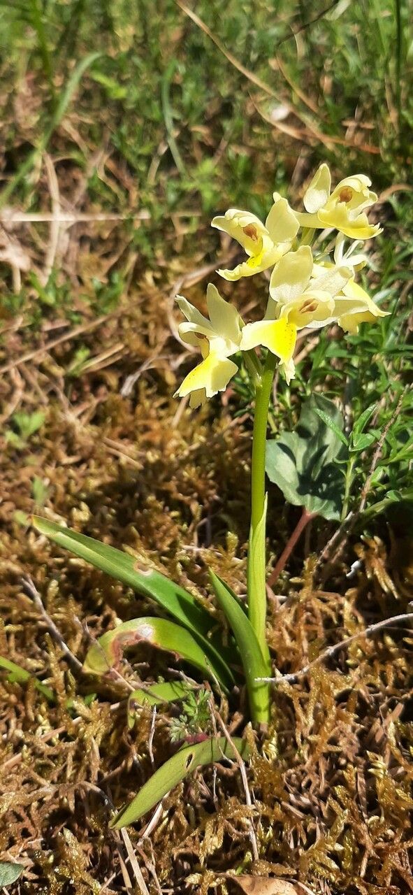 Orchis pauciflora habit