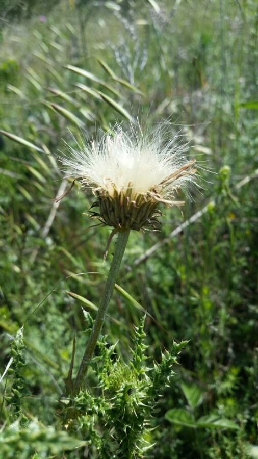 Carduus nigrescens fruit