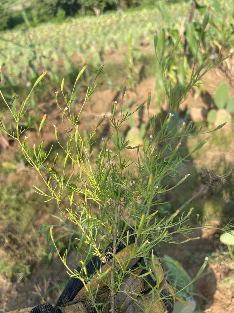 Tagetes micrantha — search result for 'Tagetes'