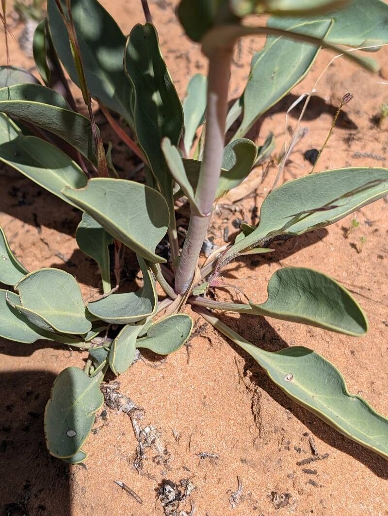 Penstemon lentus leaf