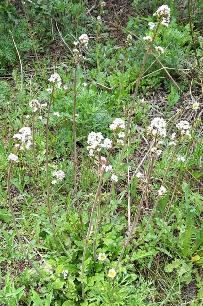 Valeriana laxiflora habit