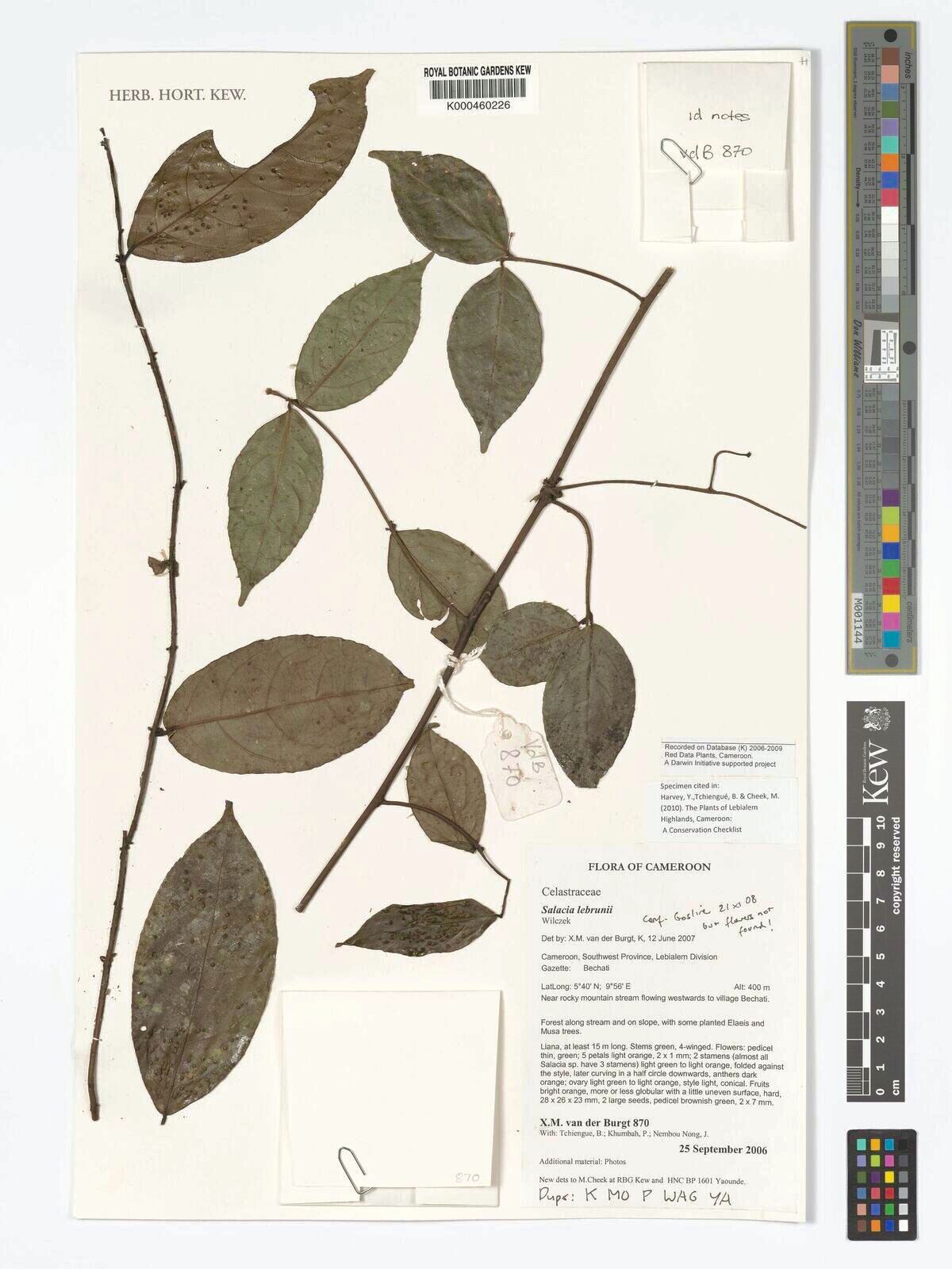 Salacia lebrunii — houseplant care guide