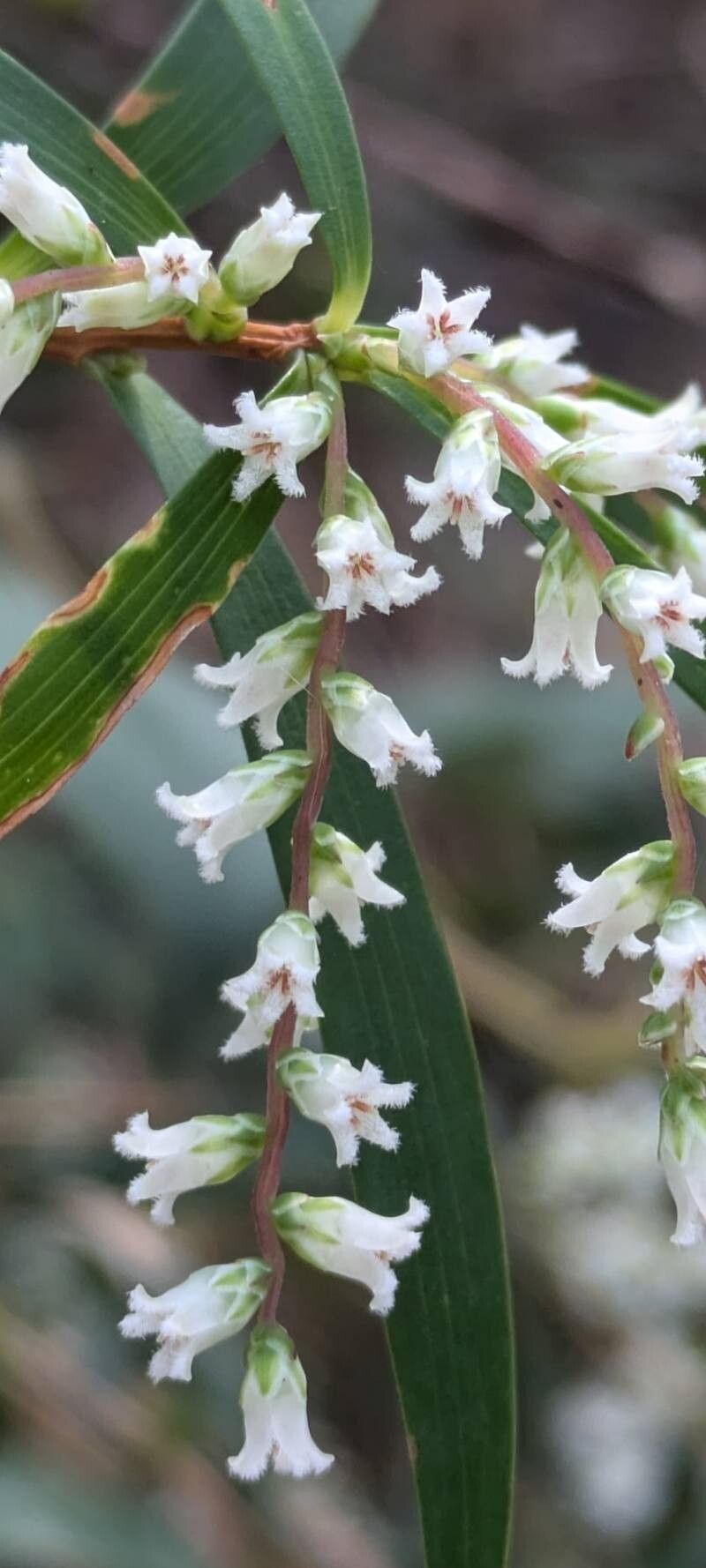 Leucopogon affinis flower