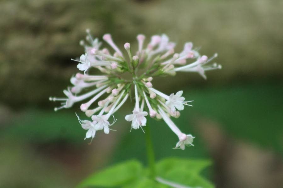 Valeriana pauciflora flower