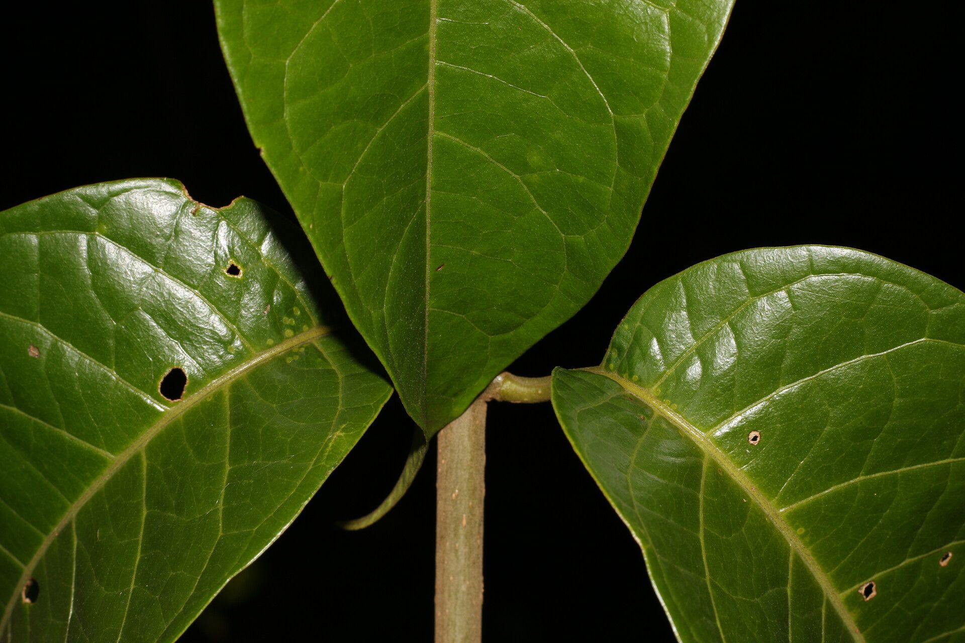 Aegiphila laevis leaf