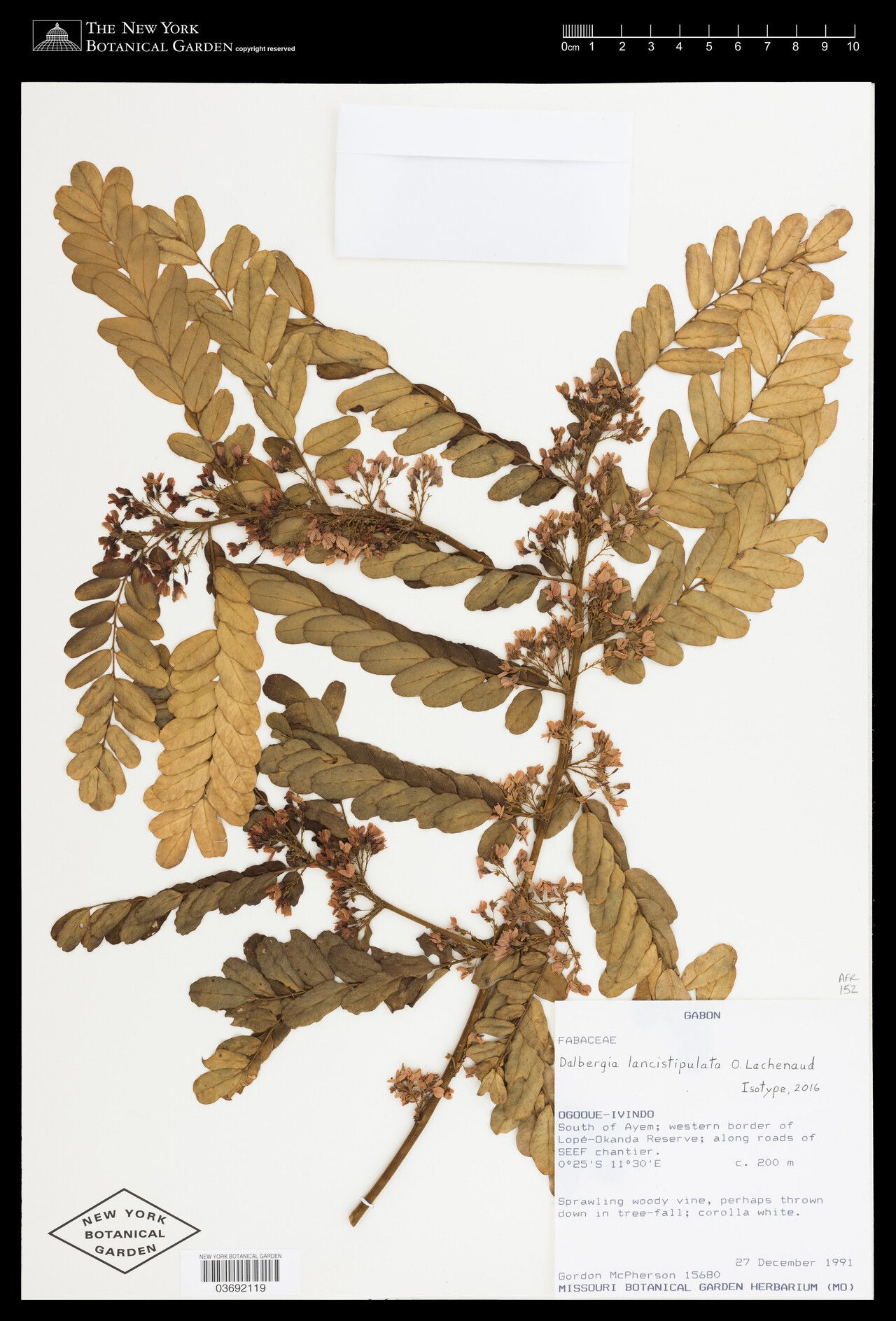 Dalbergia lancistipula — houseplant care guide