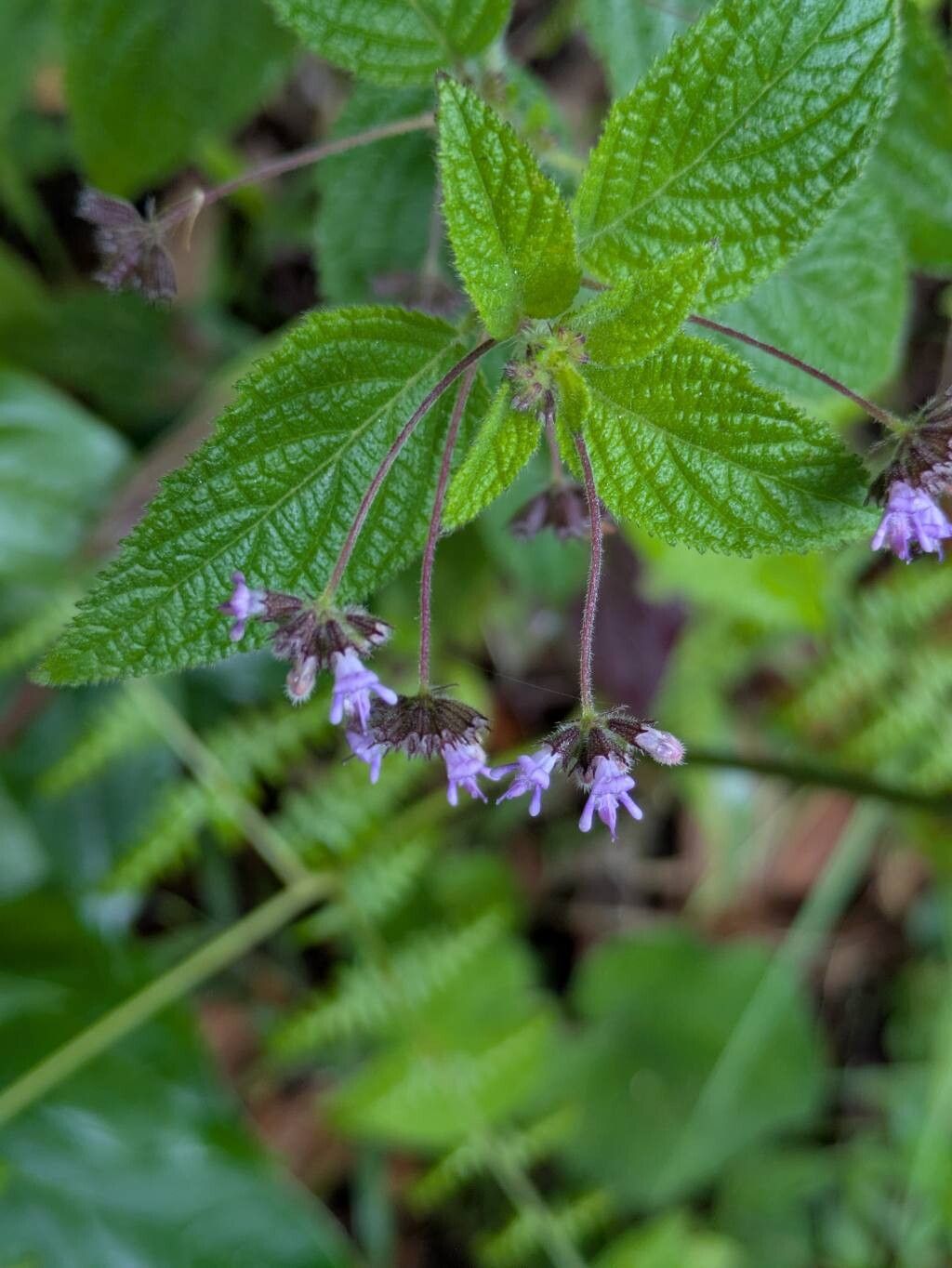 Mesosphaerum sidifolium — related species from the same genus