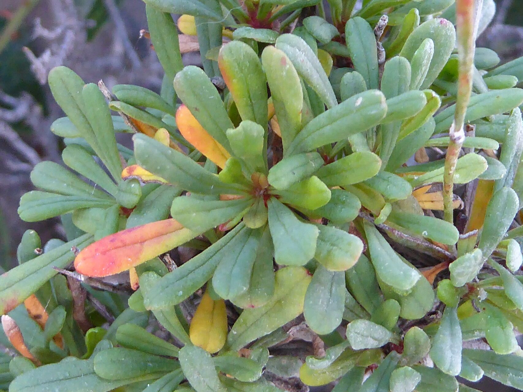 Limonium pseudominutum leaf