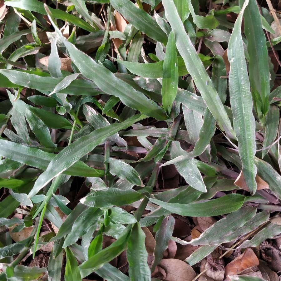 Paspalum setaceum leaf
