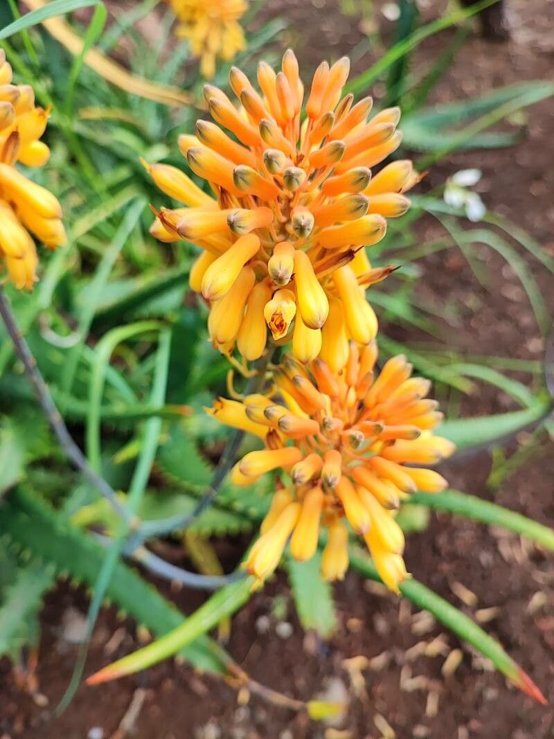 Aloe camperi flower