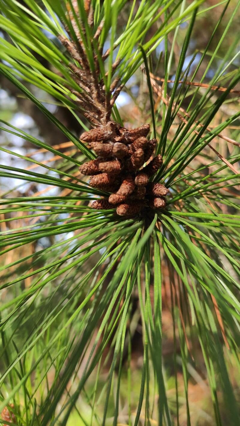 Pinus radiata flower