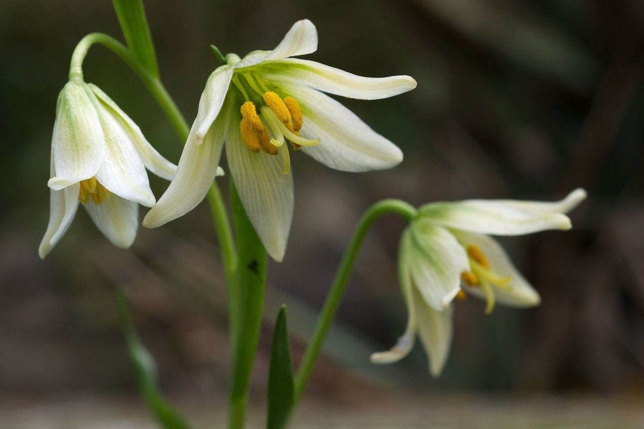 Fritillaria liliacea flower