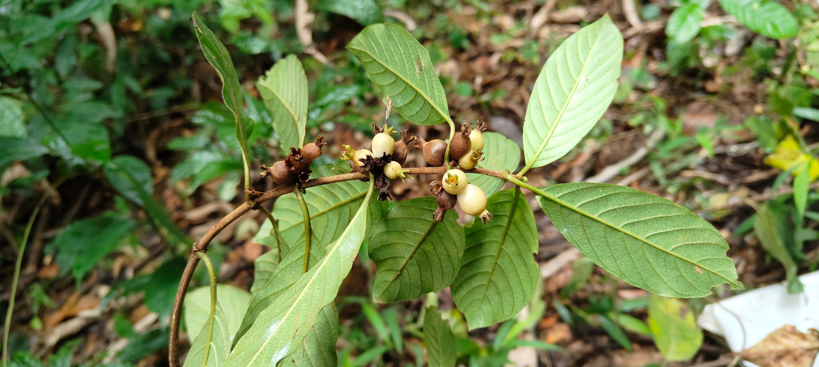 Sabicea trigemina leaf