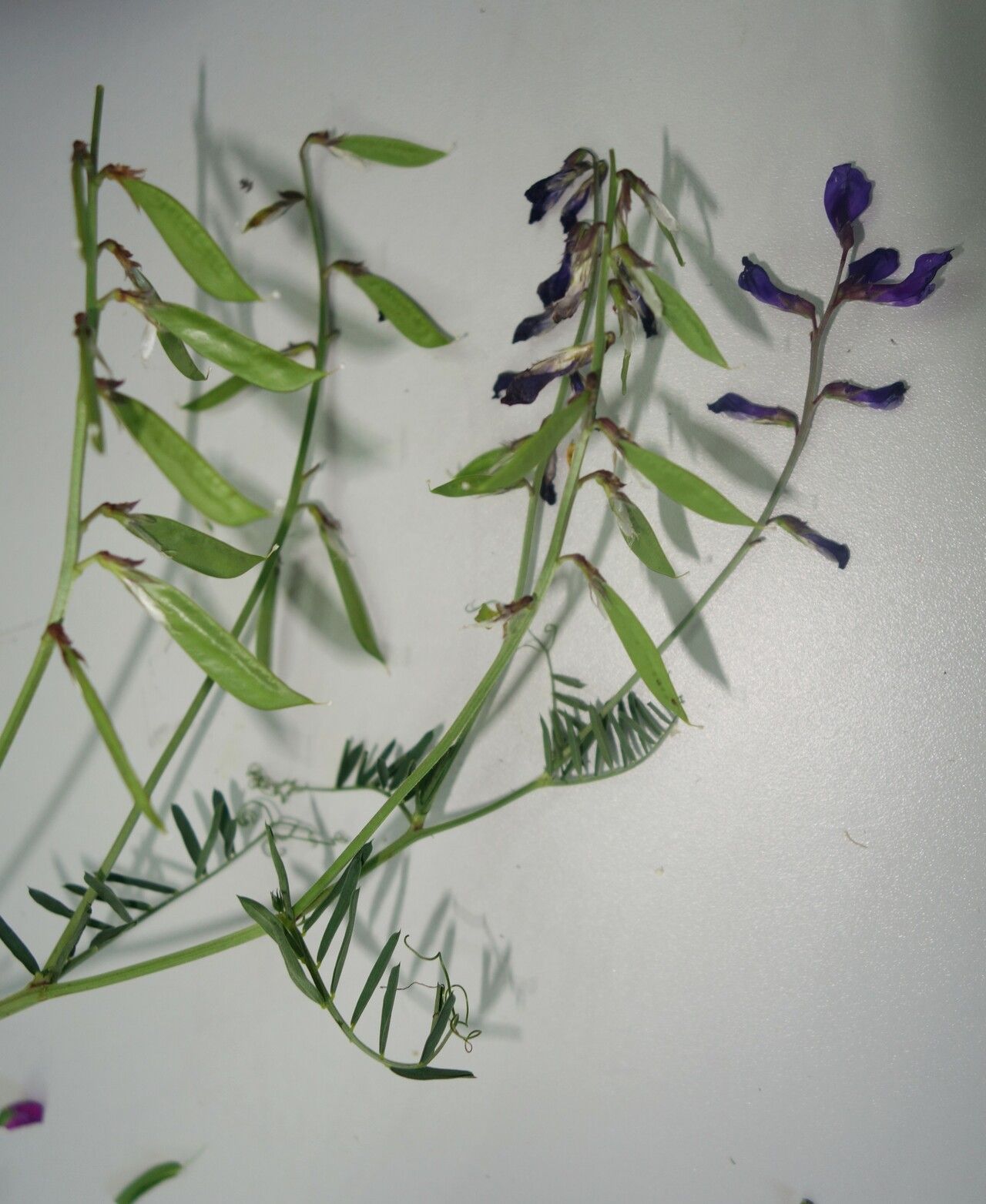Vicia Onobrychioides fruit