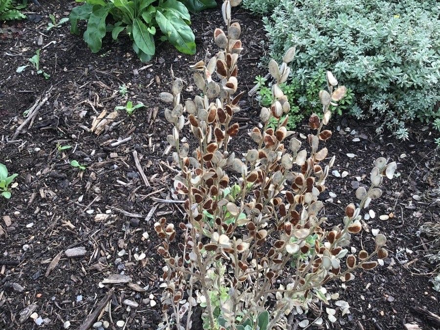 Fibigia clypeata fruit