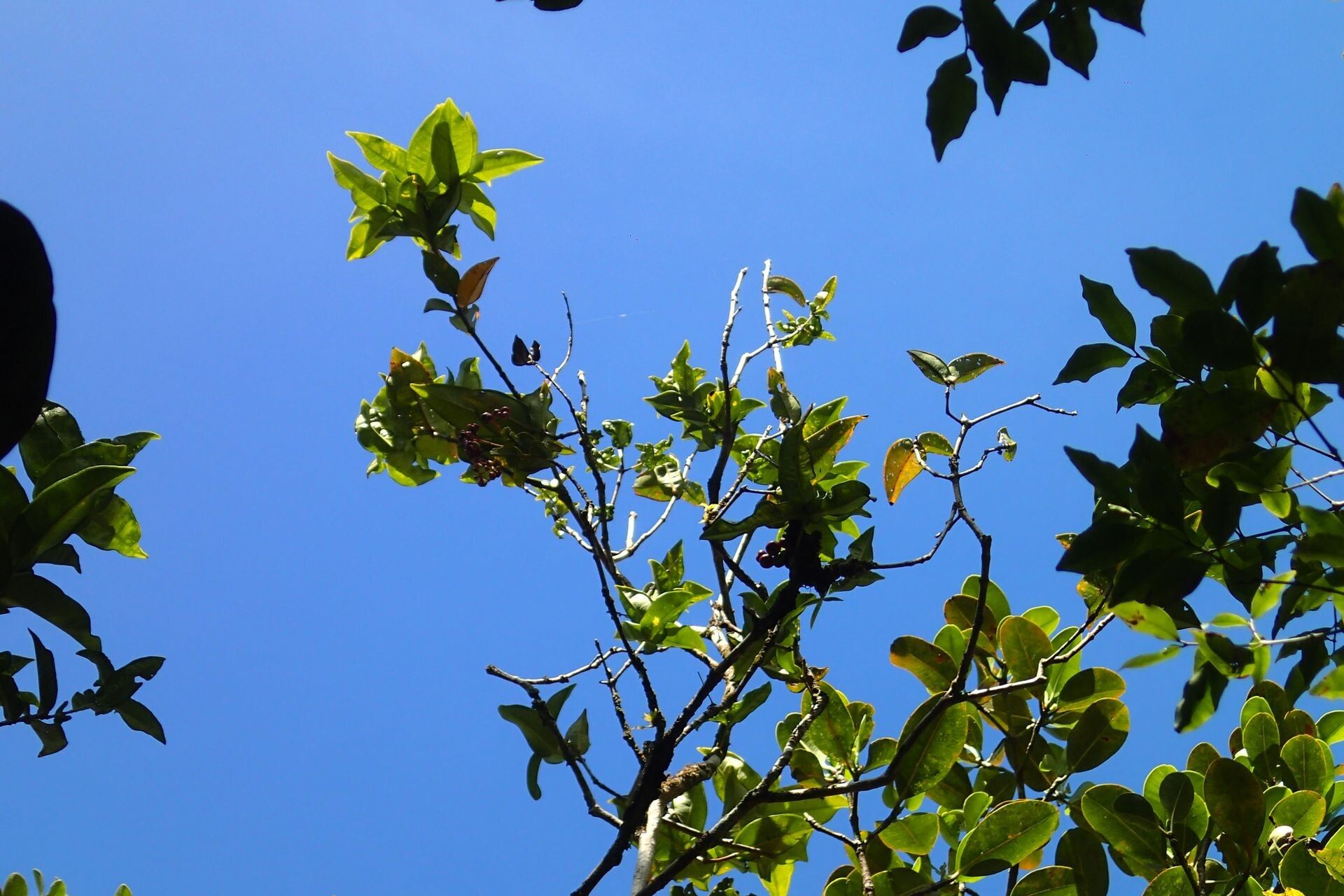 Syzygium auriculatum habit