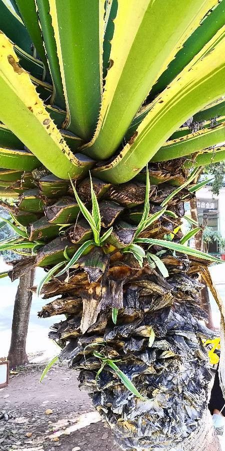 Furcraea selloana bark