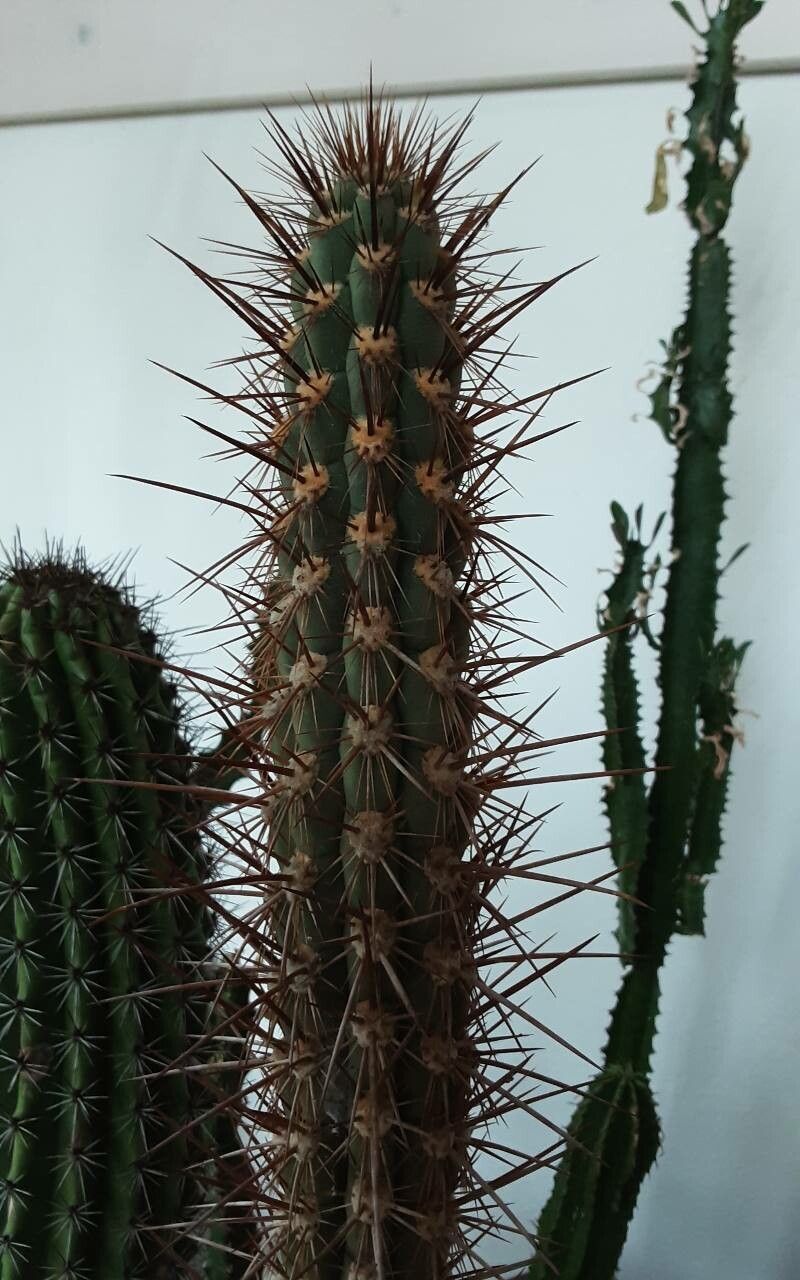 Echinopsis deserticola bark