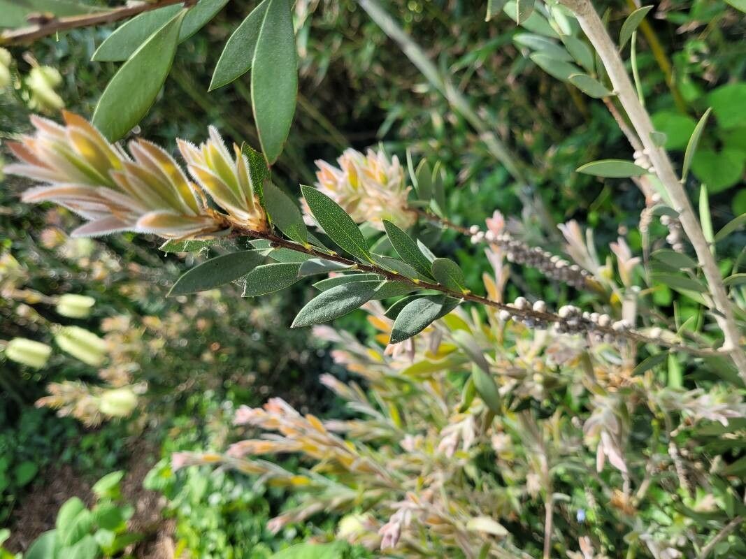 Callistemon pallidus leaf