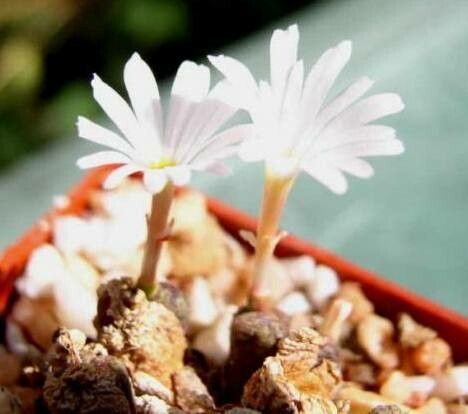 Conophytum pellucidum — houseplant care guide