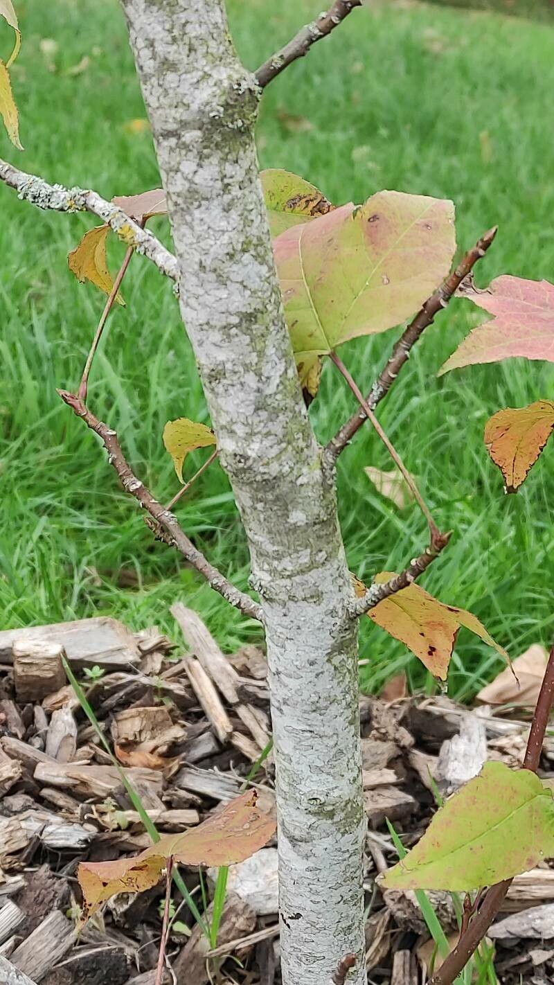 Liquidambar acalycina bark
