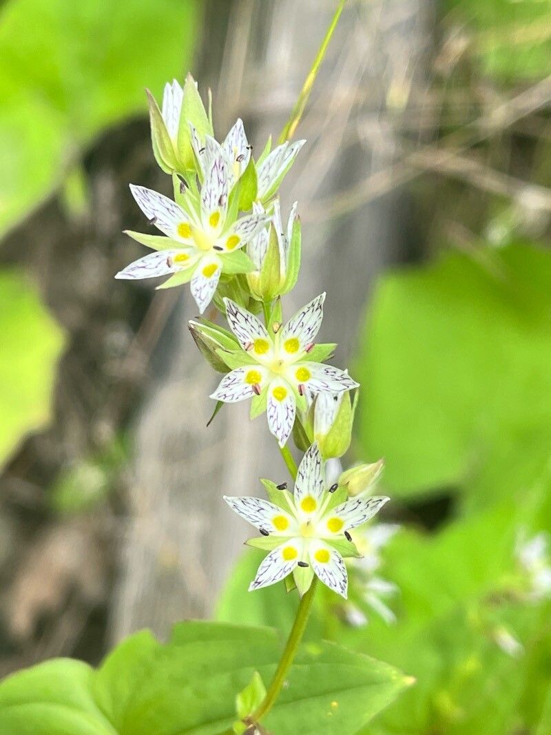 Swertia cordata — houseplant care guide