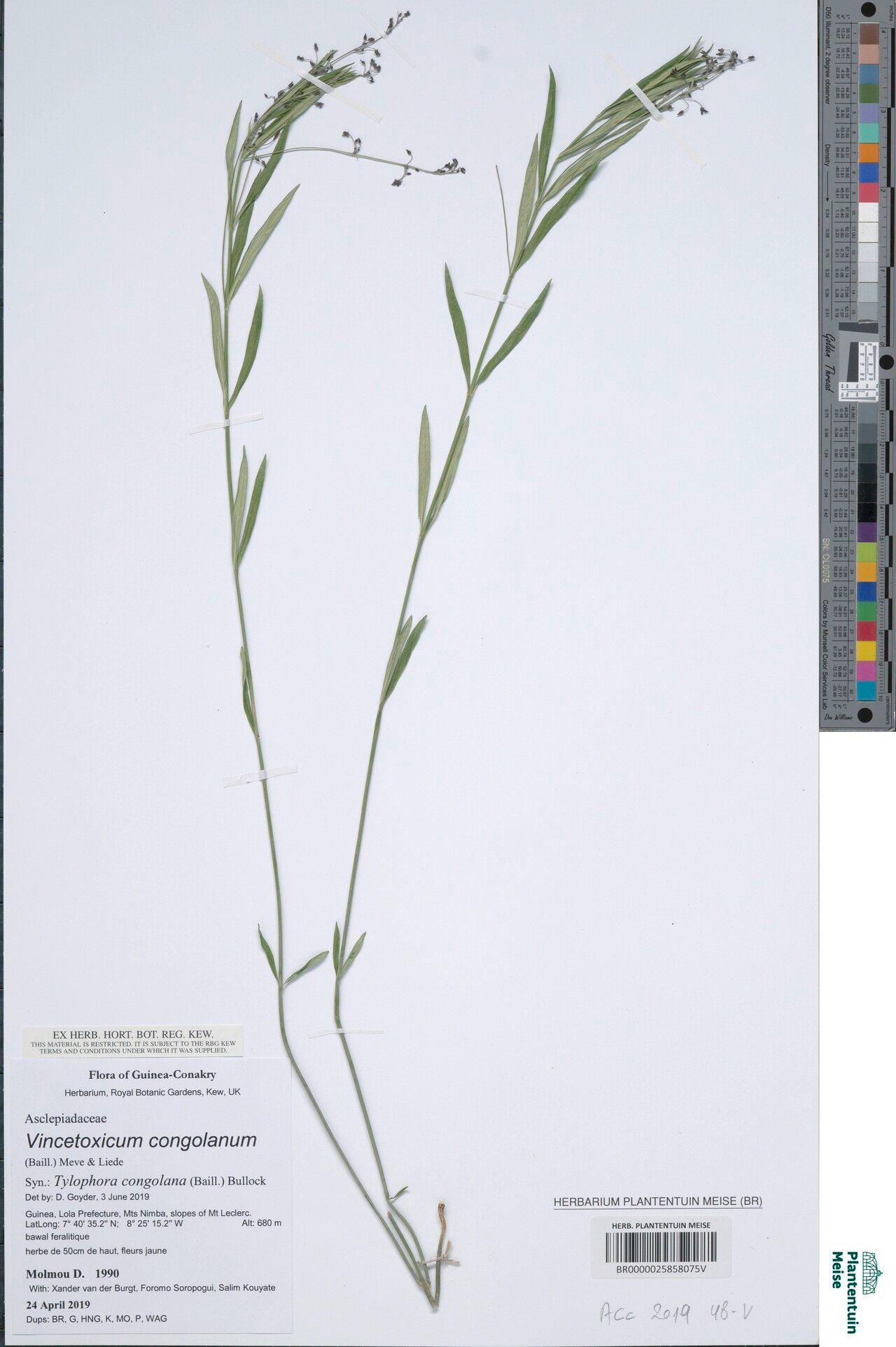 Vincetoxicum congolanum — search result for 'Vincetoxicum'