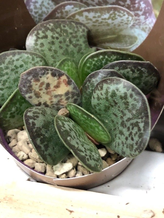 Adromischus trigynus — houseplant care guide