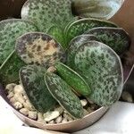 Adromischus trigynus