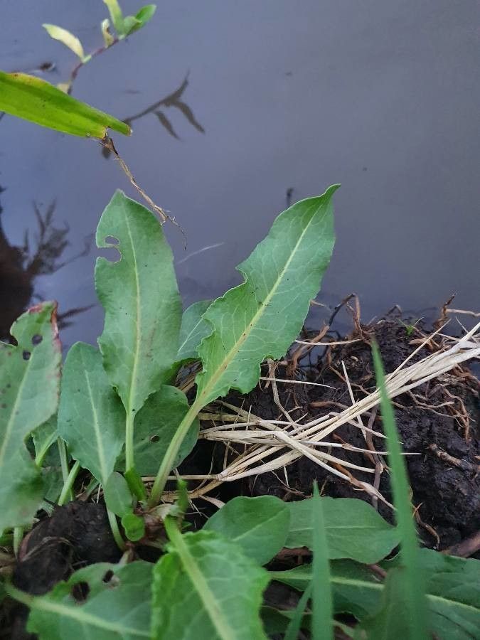 Rumex steudelii leaf