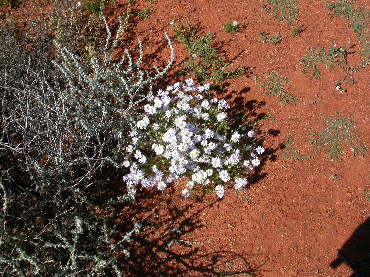 Brachyscome ciliaris habit