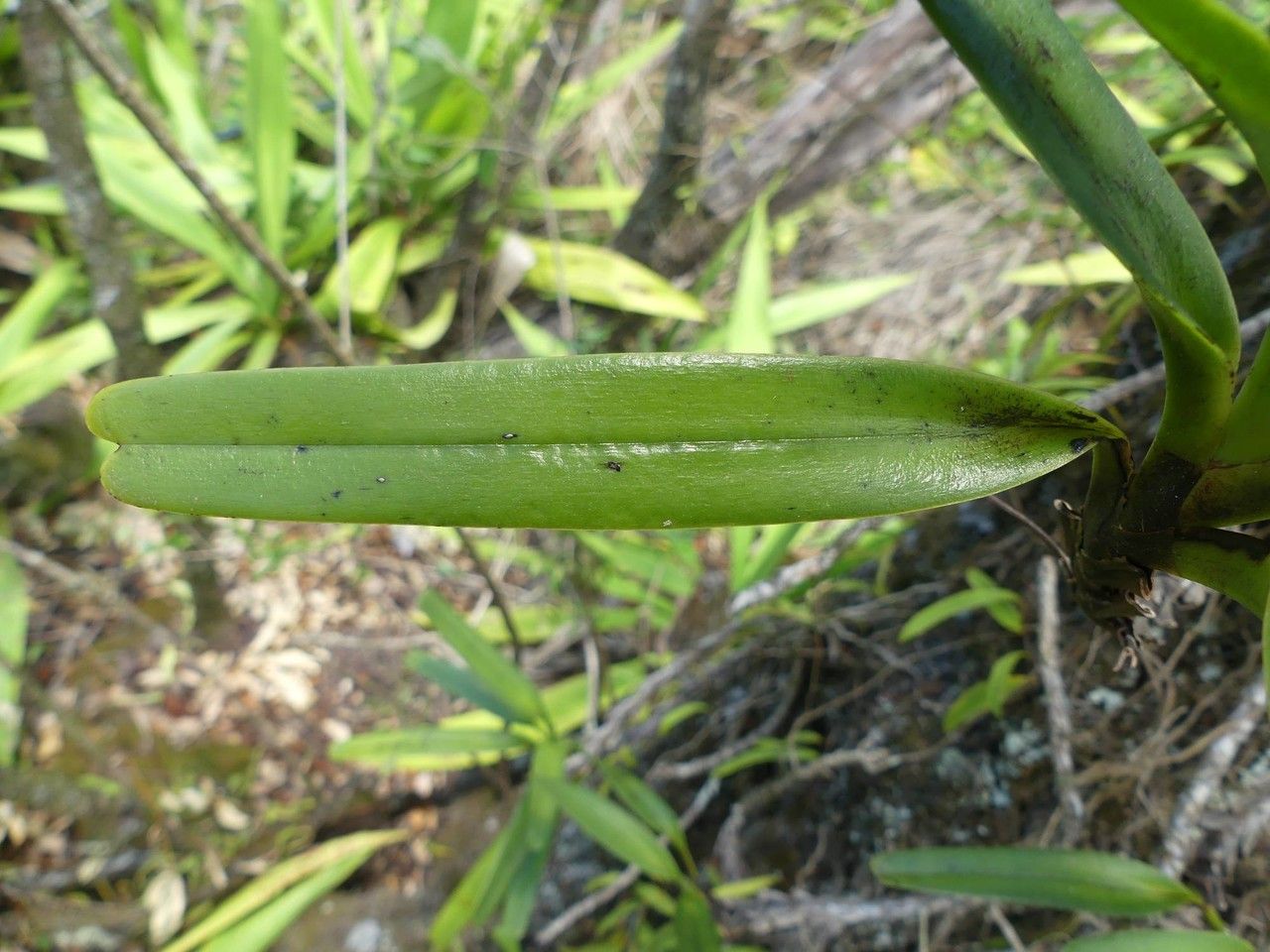 Jumellea recta — houseplant care guide