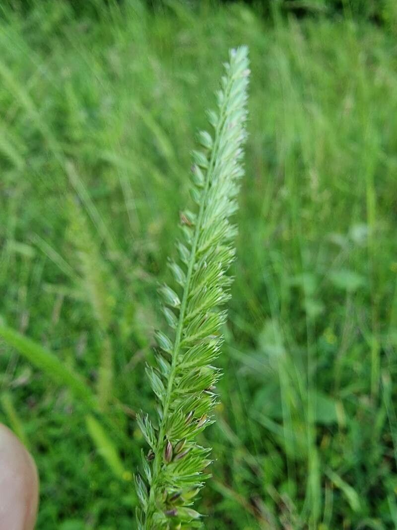 Cynosurus cristatus flower