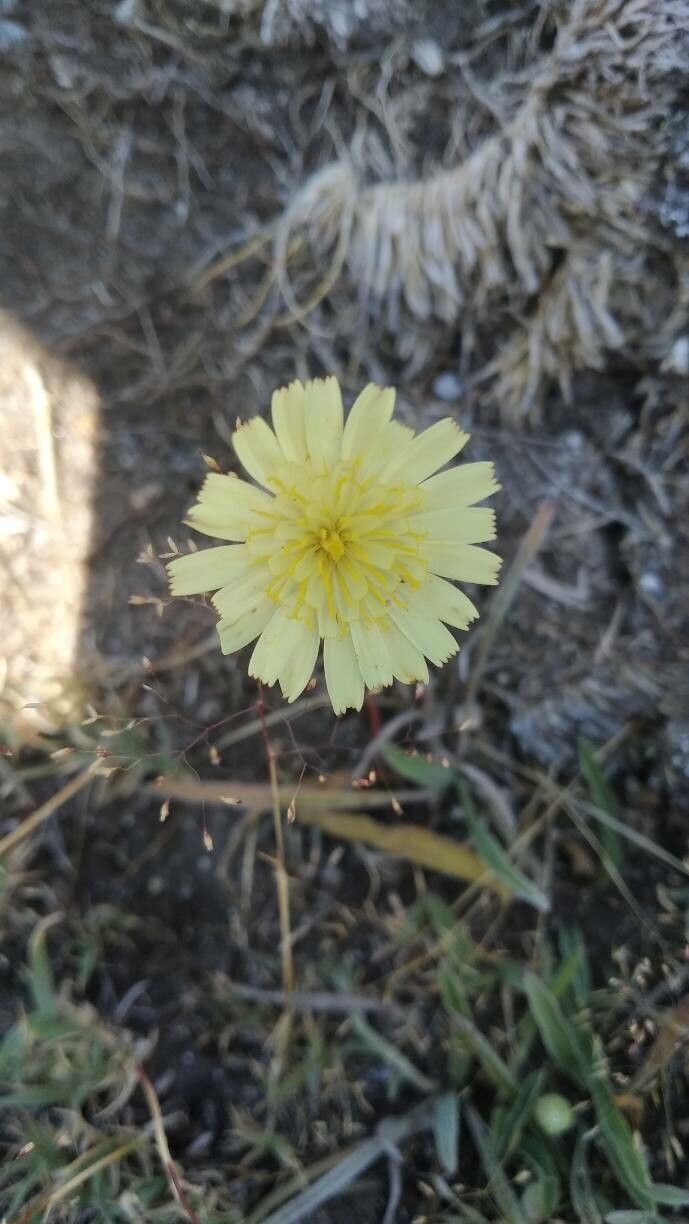 Pilosella castellana — search result for 'Pilosella'